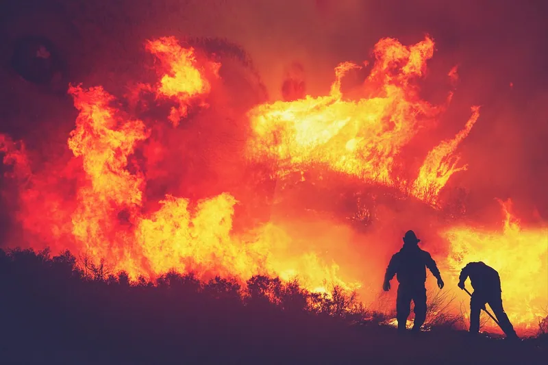 Forest fire landscape