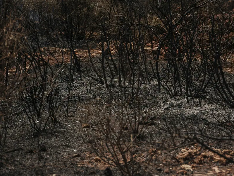 Burn scar