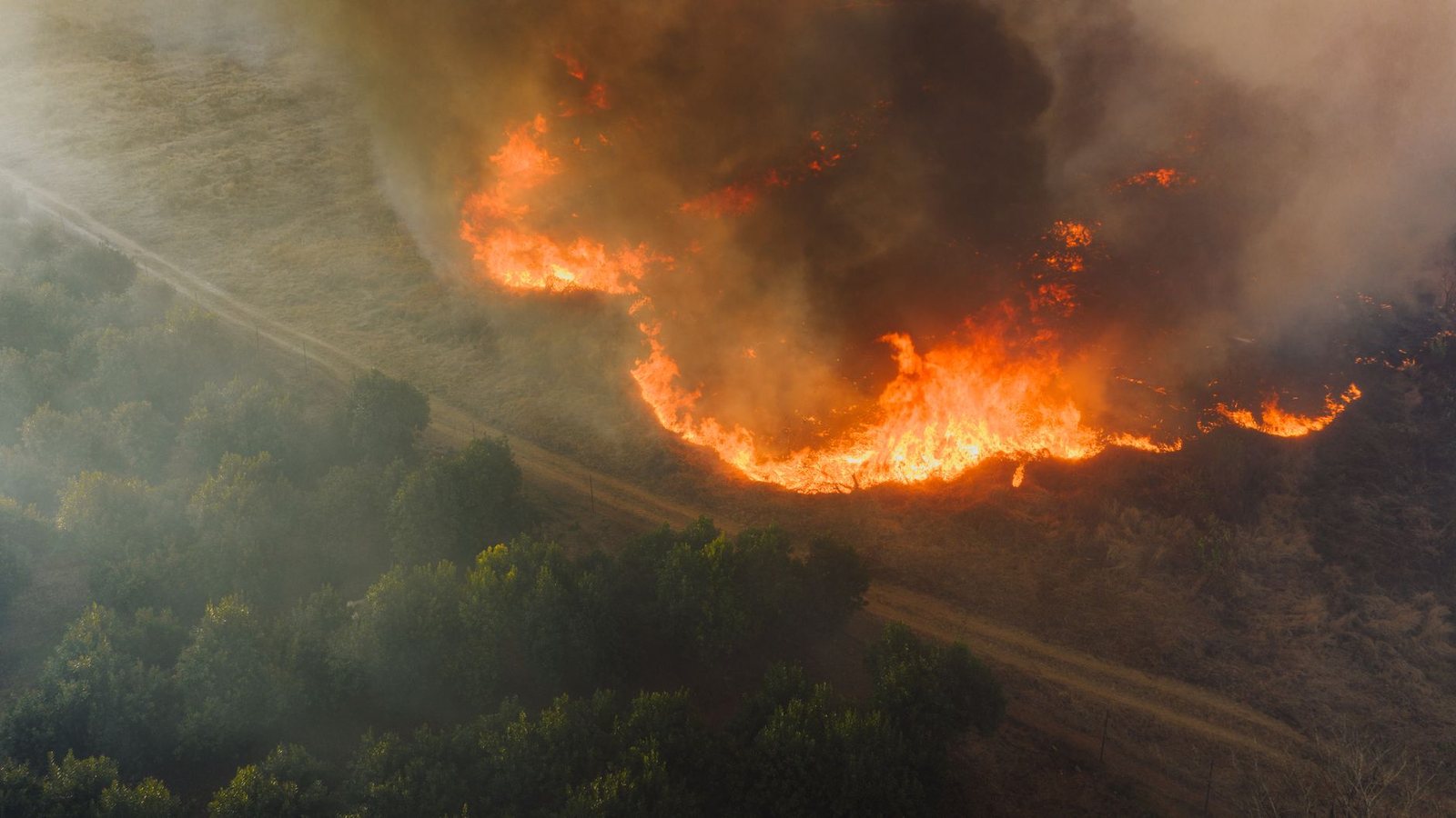Wildfire front burning through forest and grassland