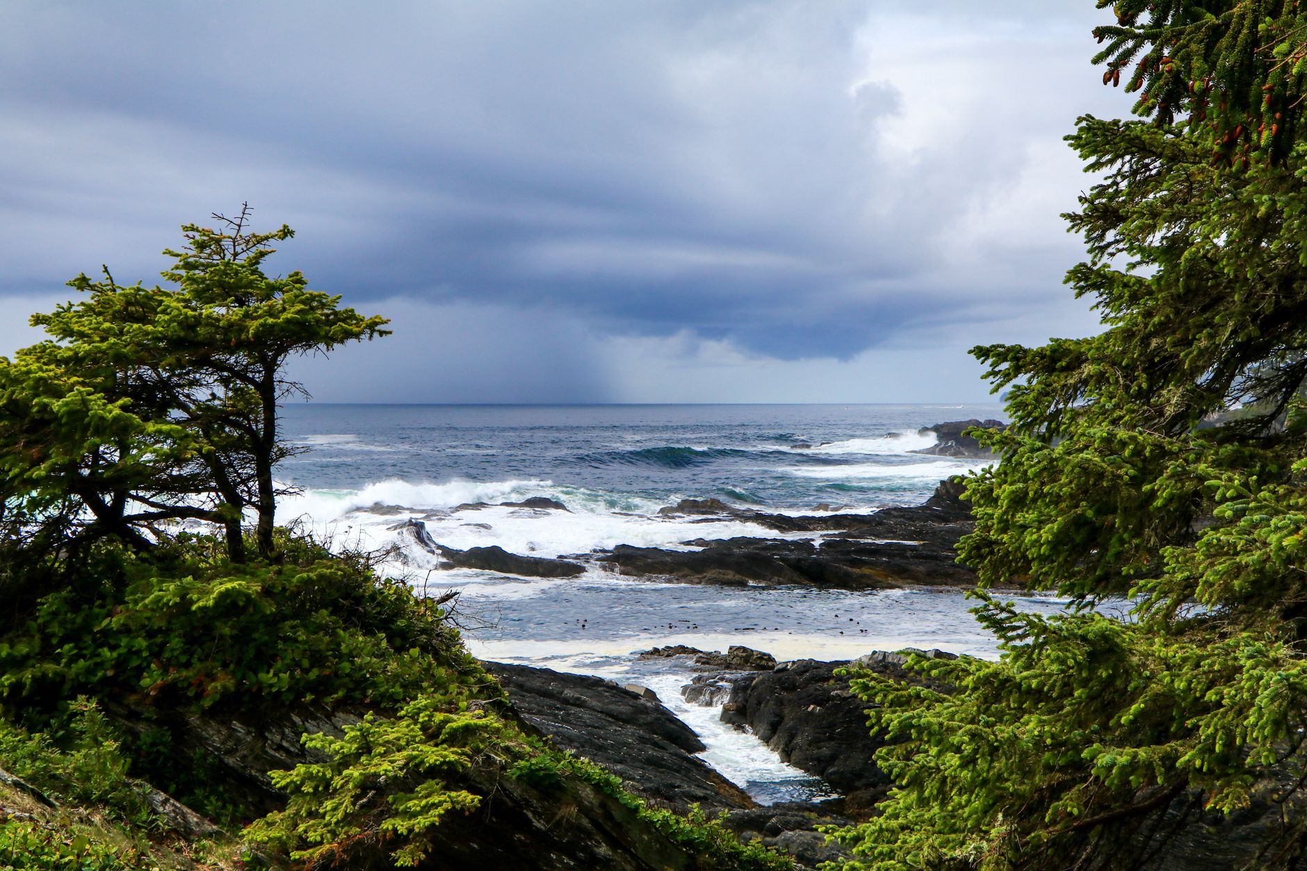 Wild coast forest and ocean near Sooke, BC