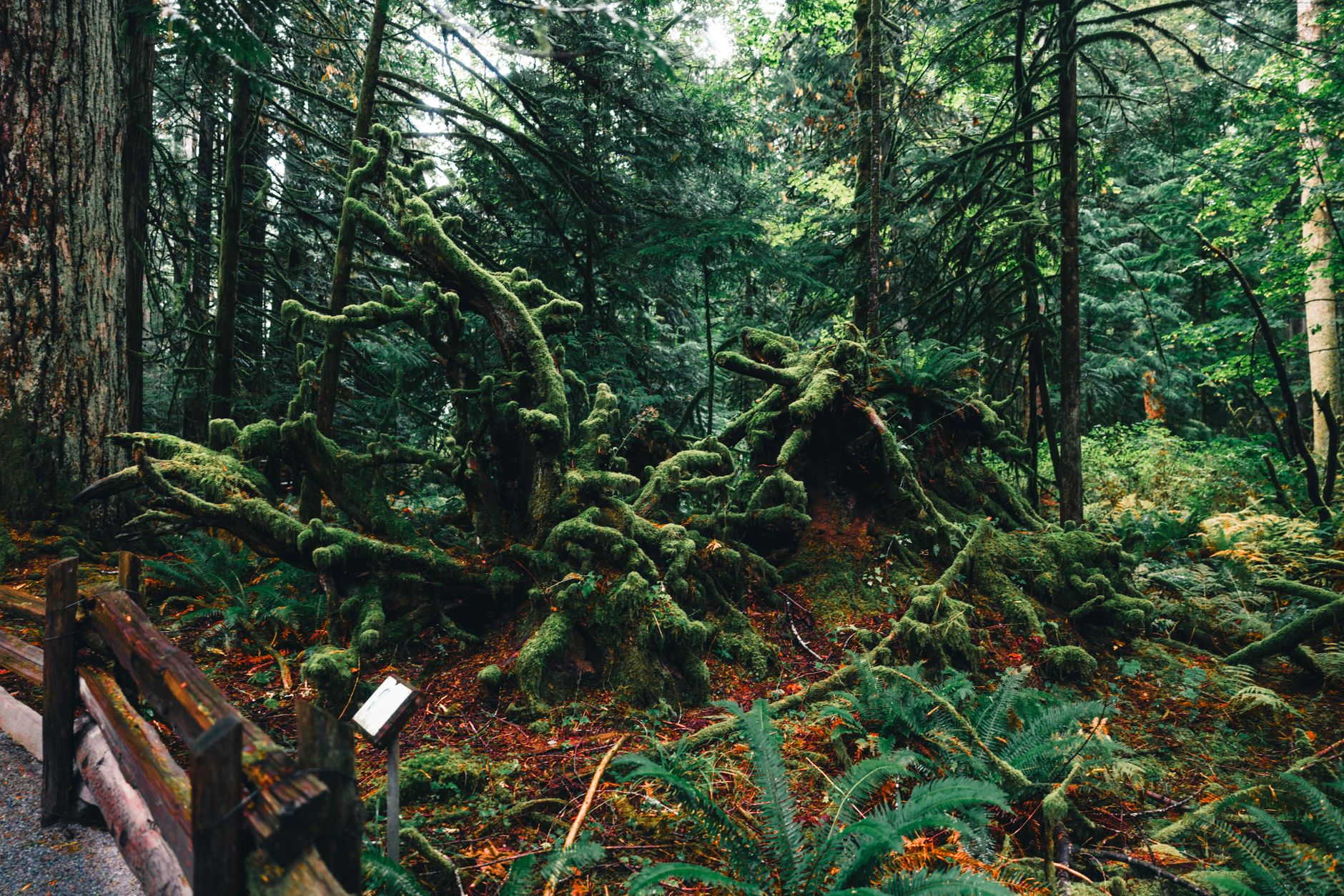 Golden Ears Provincial Park — Near Vancouver · Maple Ridge