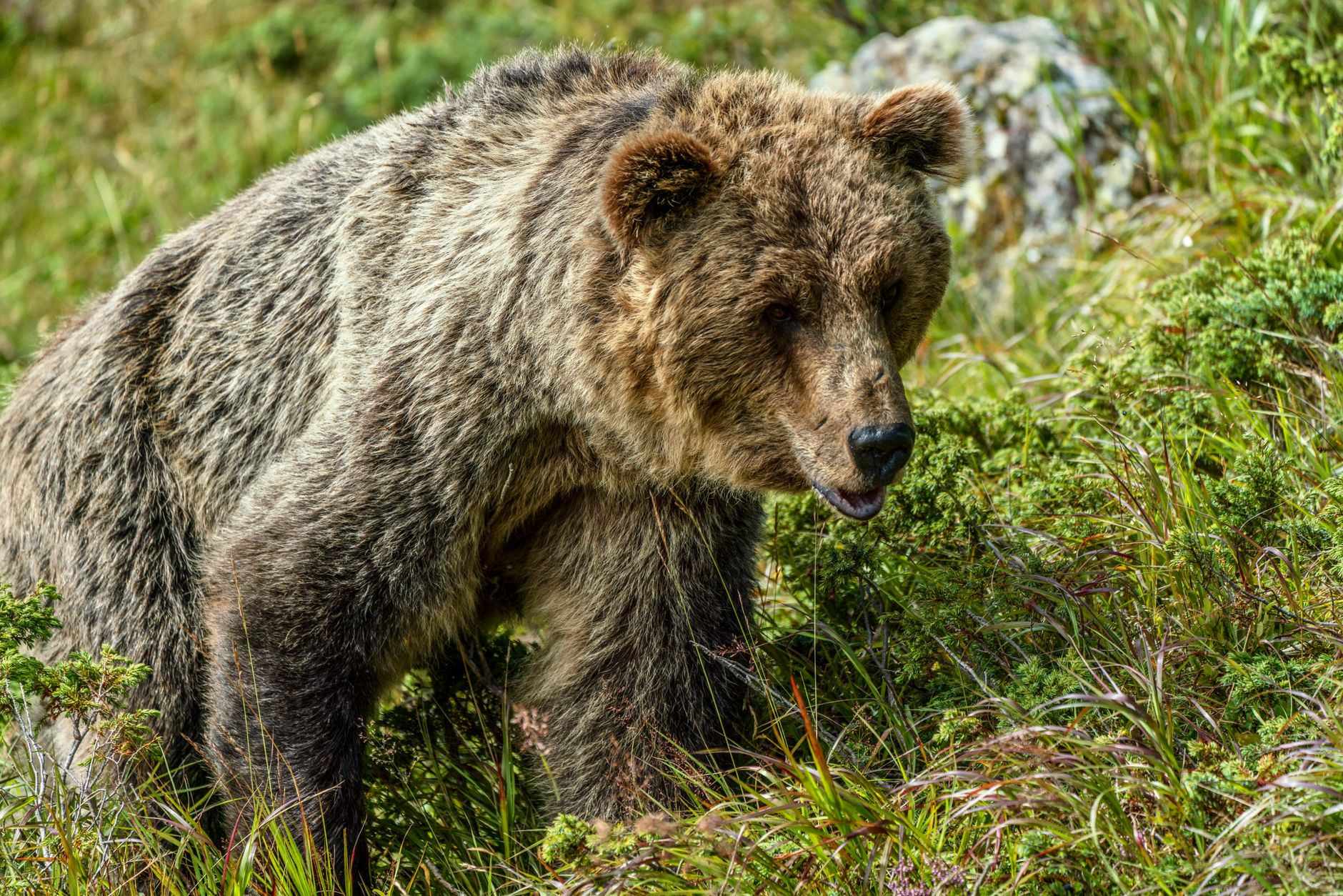 Black & grizzly bears