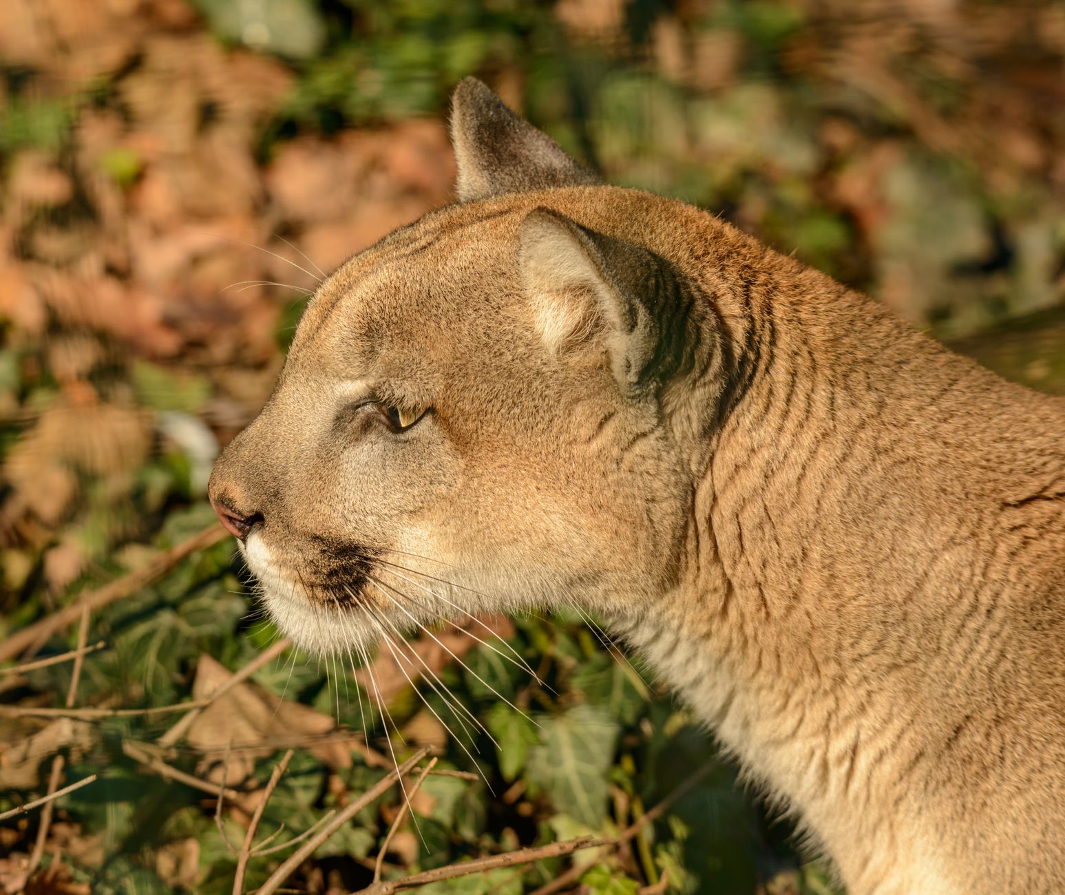 Cougar / mountain lion