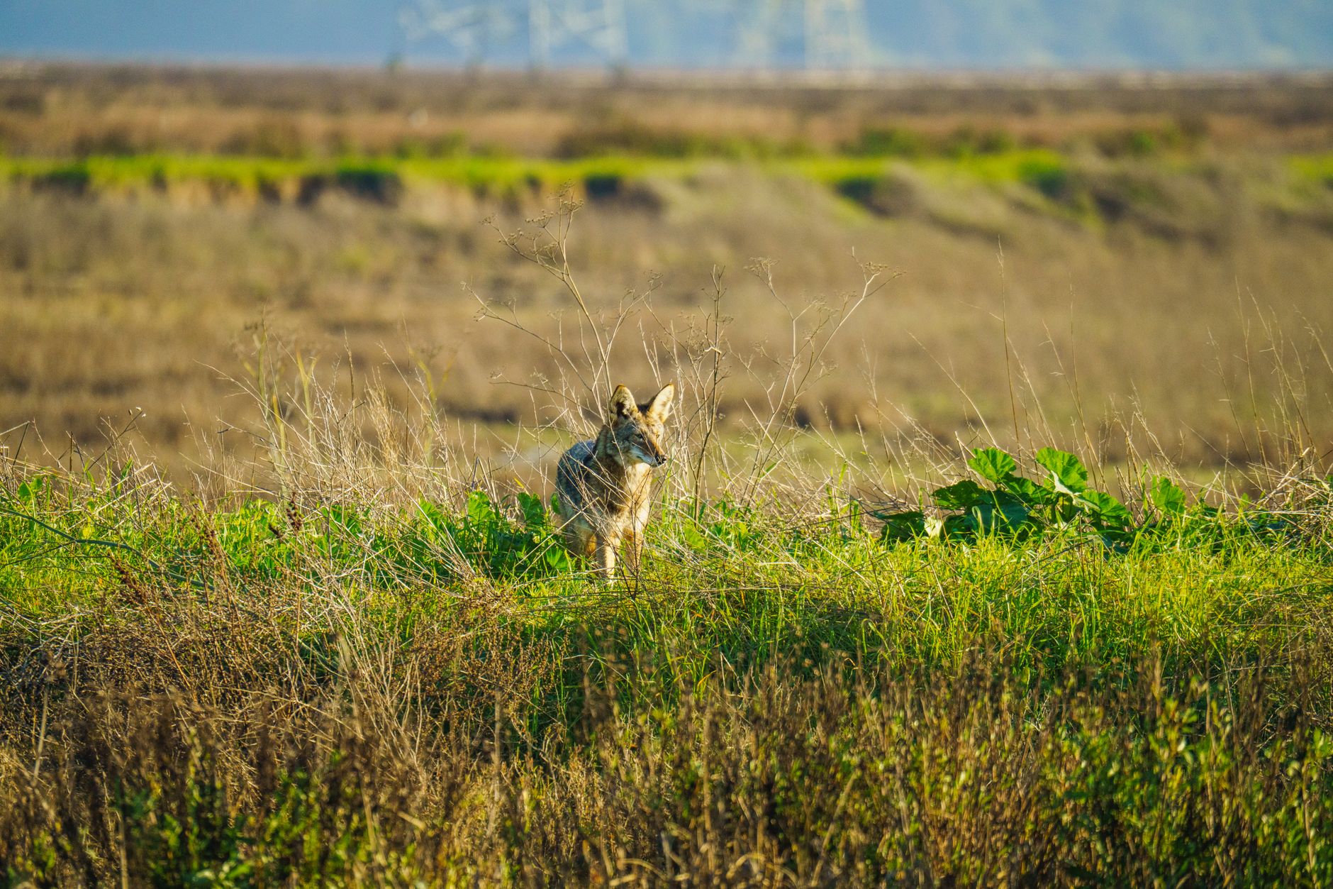 Coyotes
