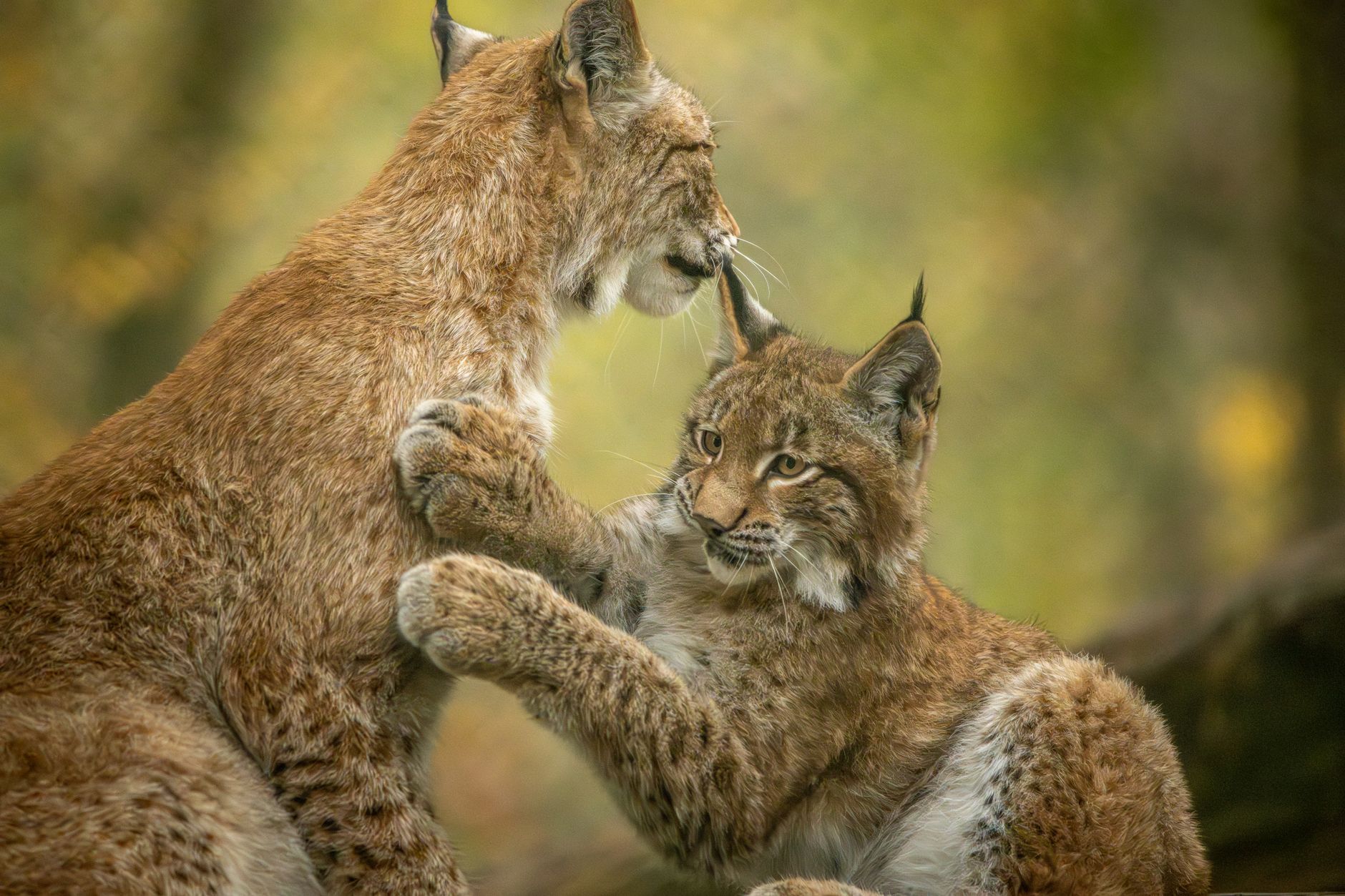 Lynx Encounters in BC — Rare, Real, Calm