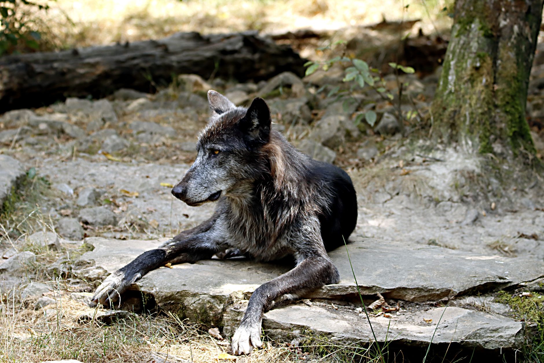 Wolf Encounters in BC — Pack Smart Field Notes