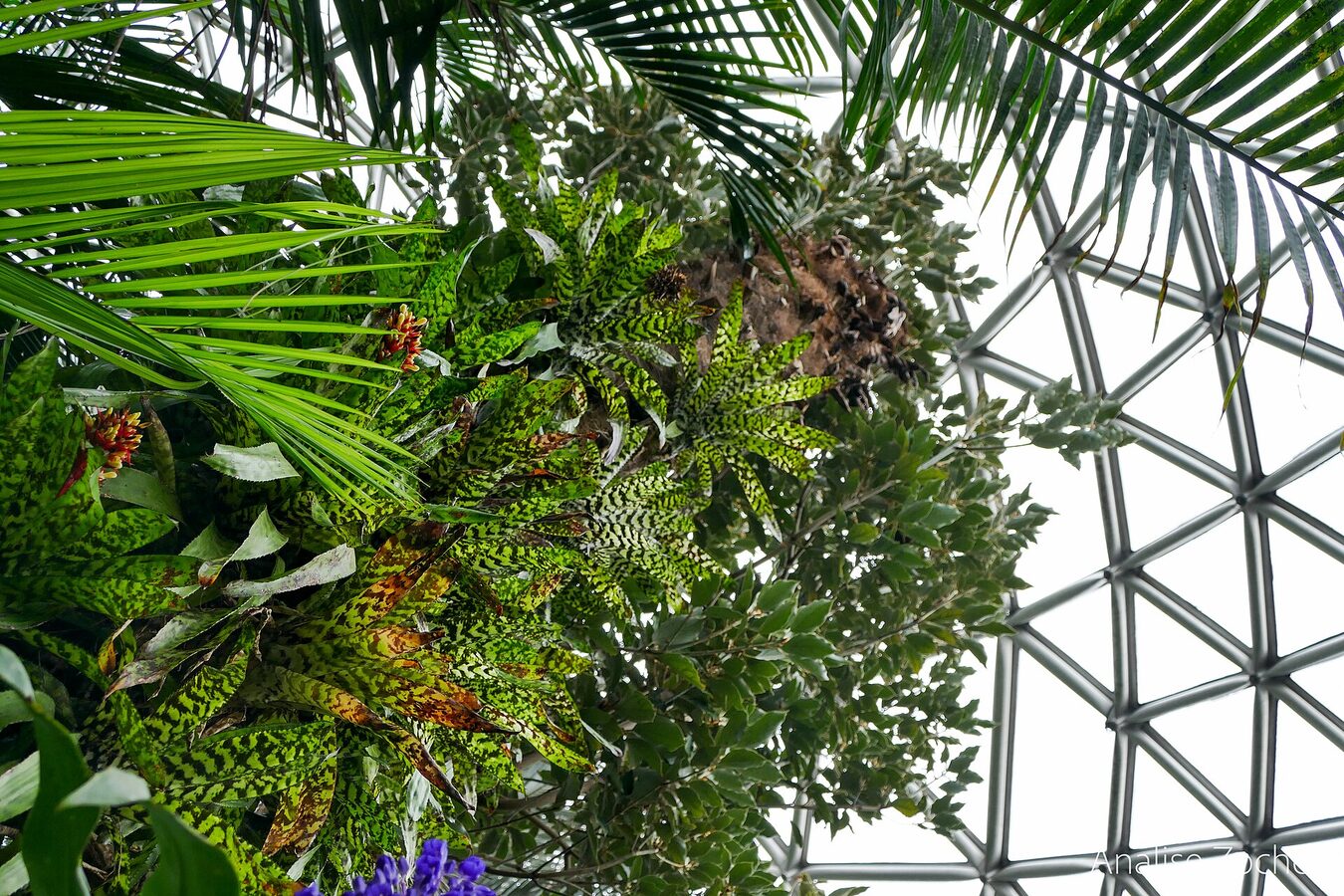 Bloedel Conservatory — warm rainy-day escape