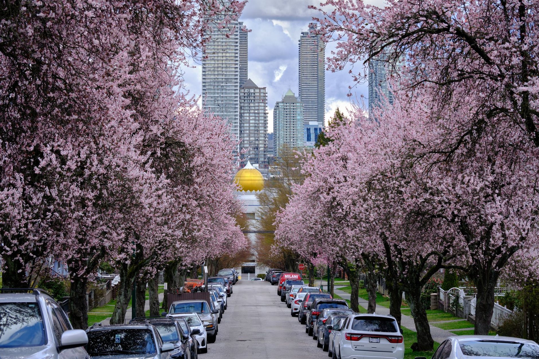 A residential street lined with cherry trees in full pink bloom, with high-rise towers at the far end