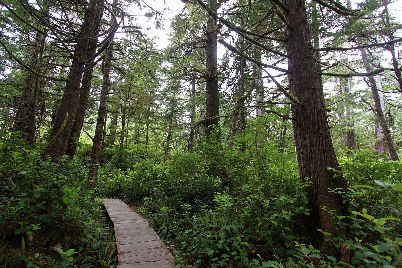 Rainforest boardwalk steps from Pacific Sands
