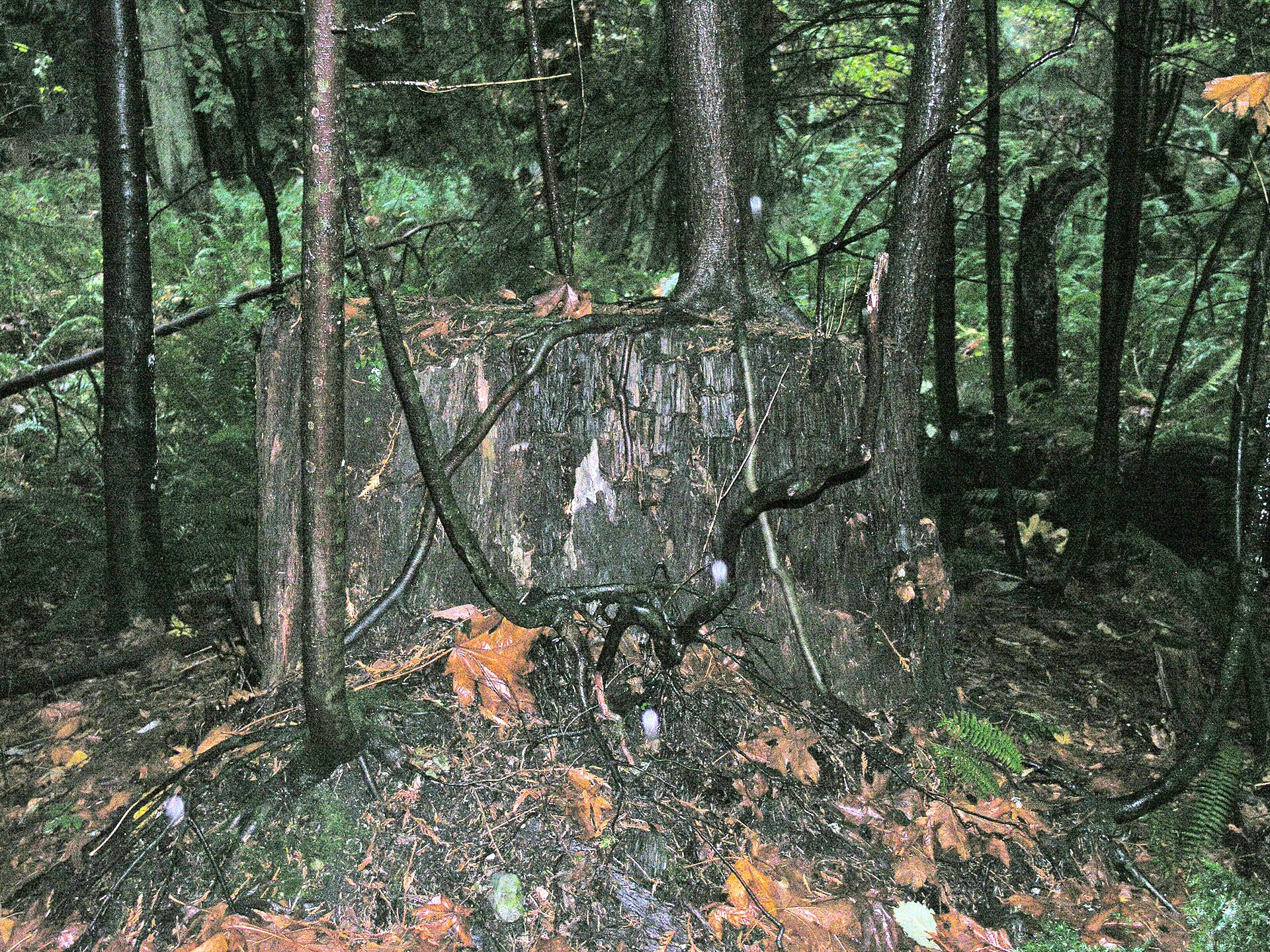 Old-growth cedars on the trails at Lighthouse Park, West Vancouver