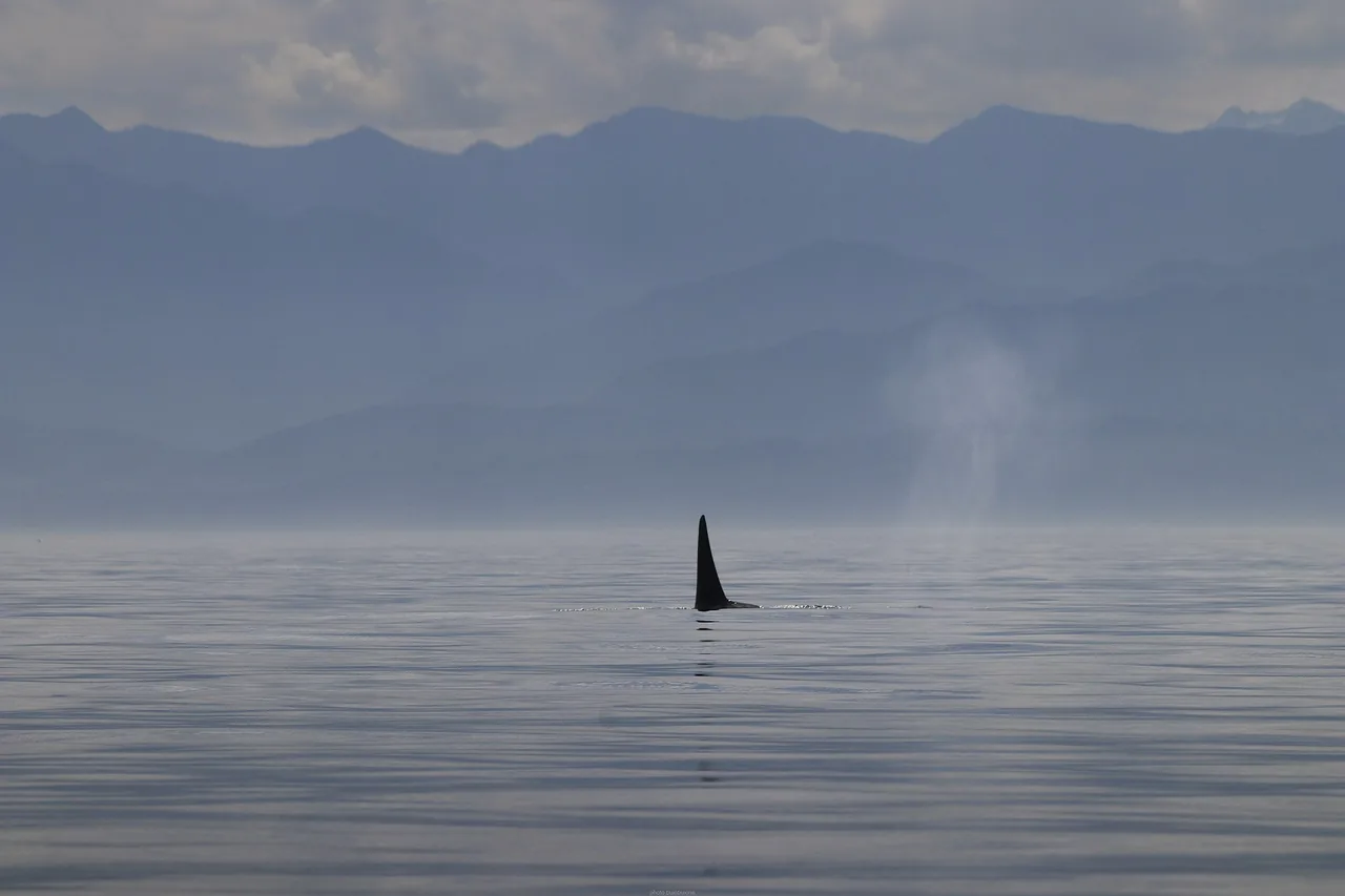 Whale Watching in Vancouver & Victoria: Tours, Prices, Season