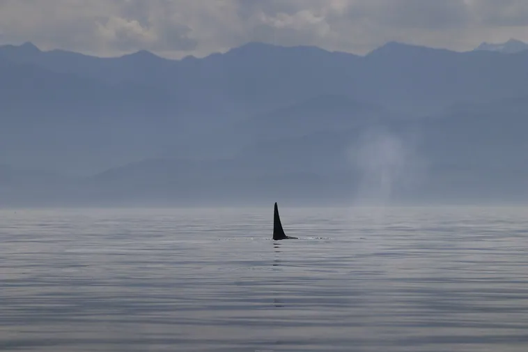 Whale Watching