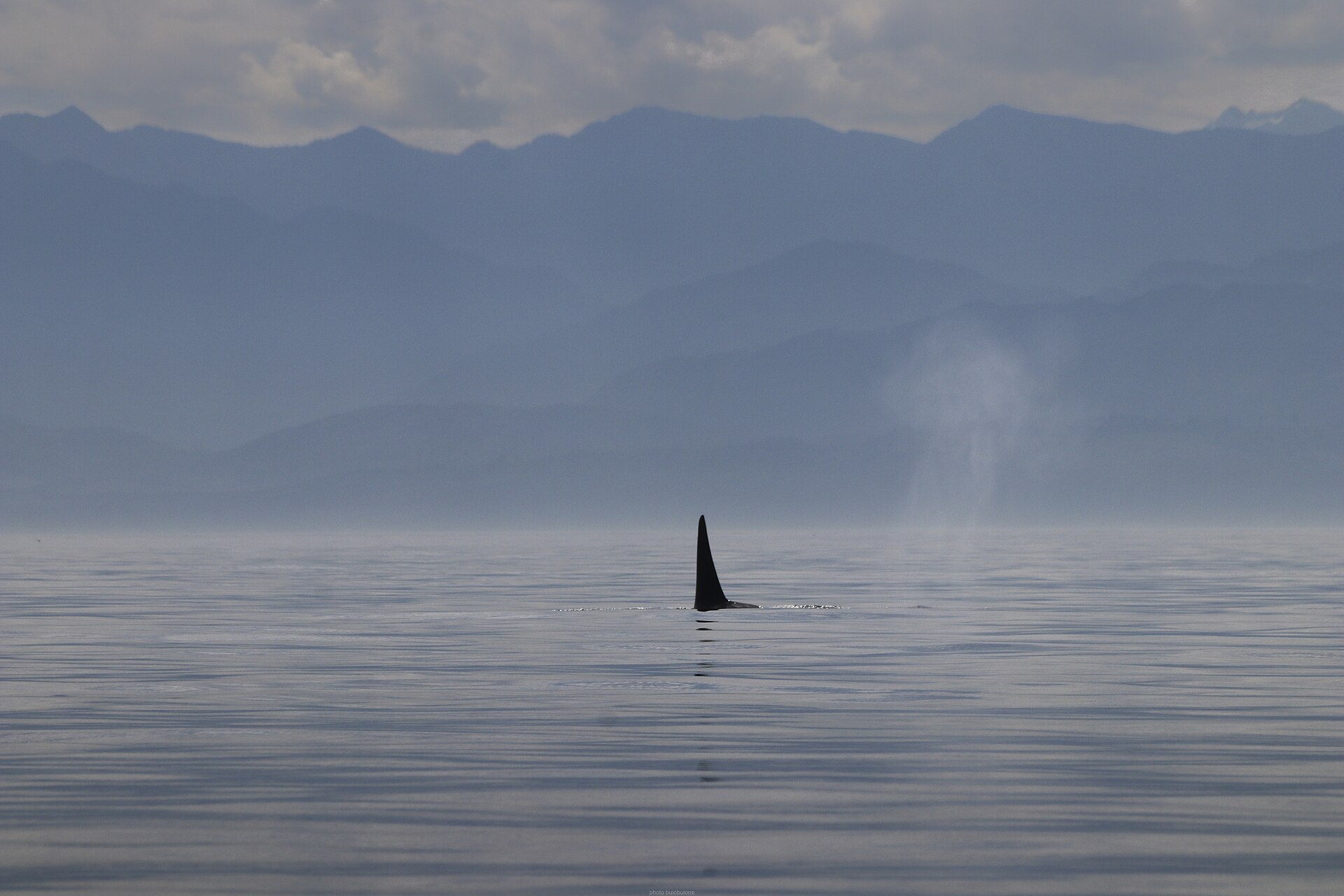 Whale Watching