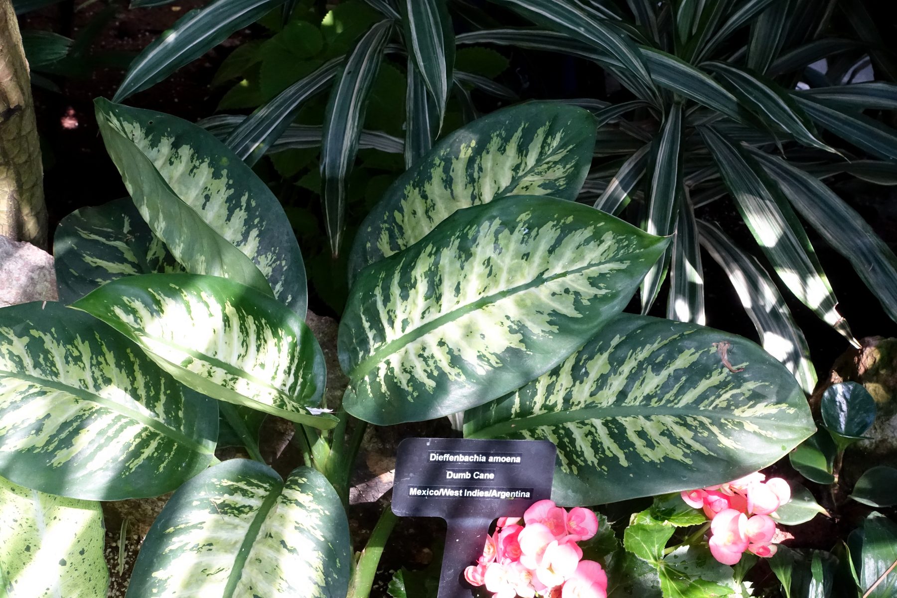 Bloedel Conservatory interior, Queen Elizabeth Park Vancouver