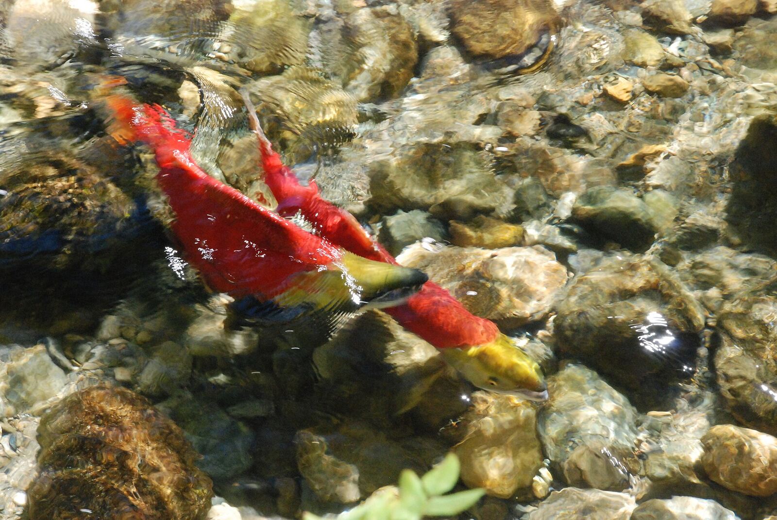 Sockeye salmon during the spawning run in BC