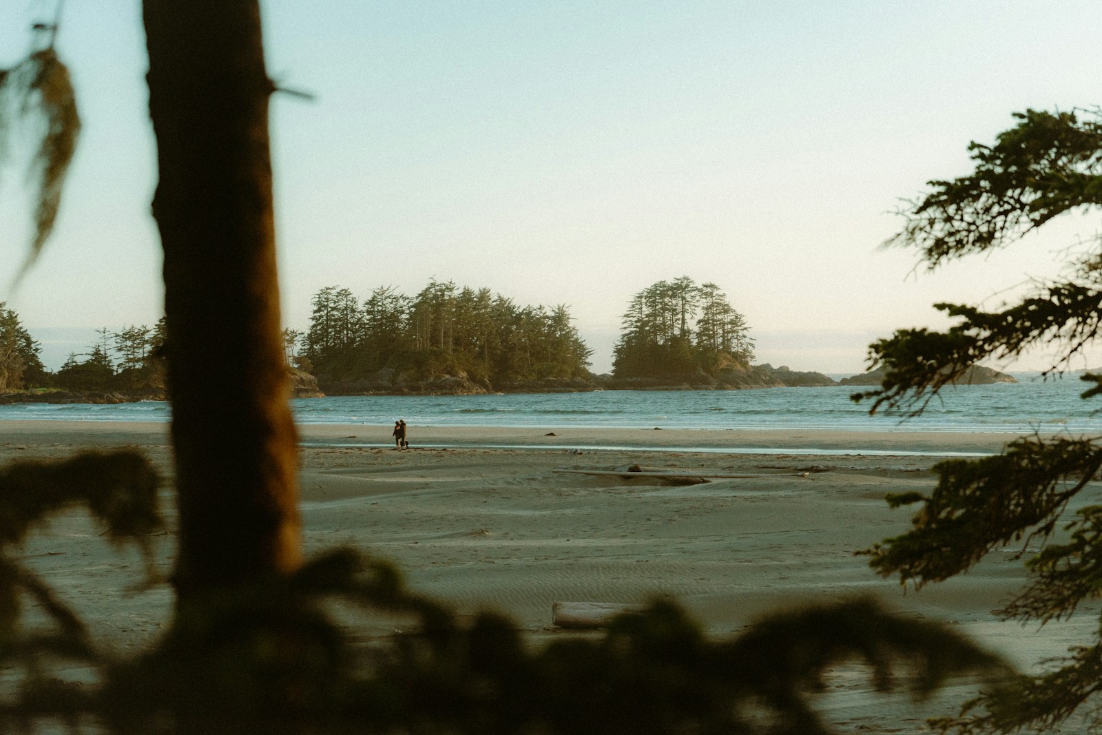 Chesterman through the cedars — Tofino, BC