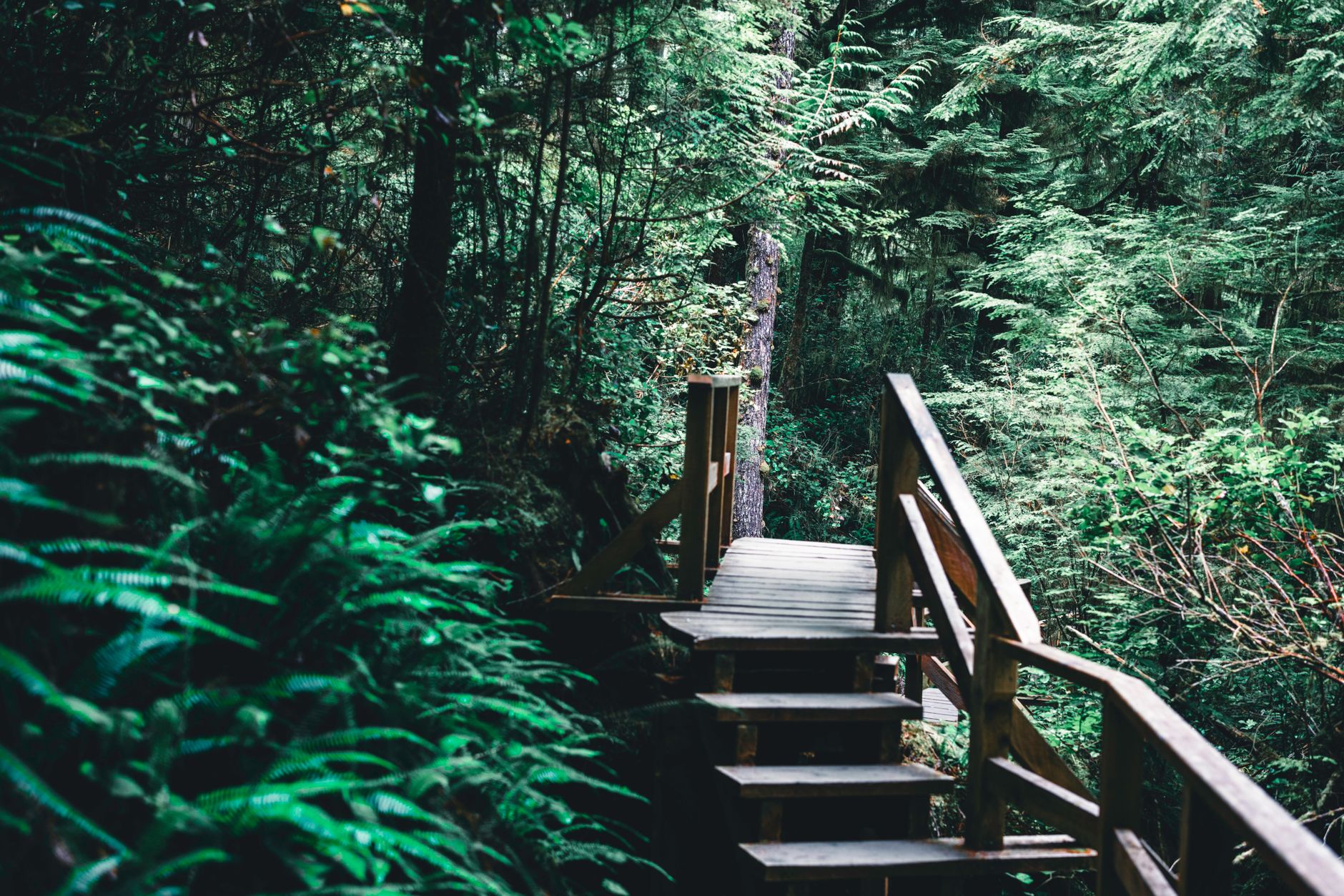 Rainforest boardwalk — Tofino, BC