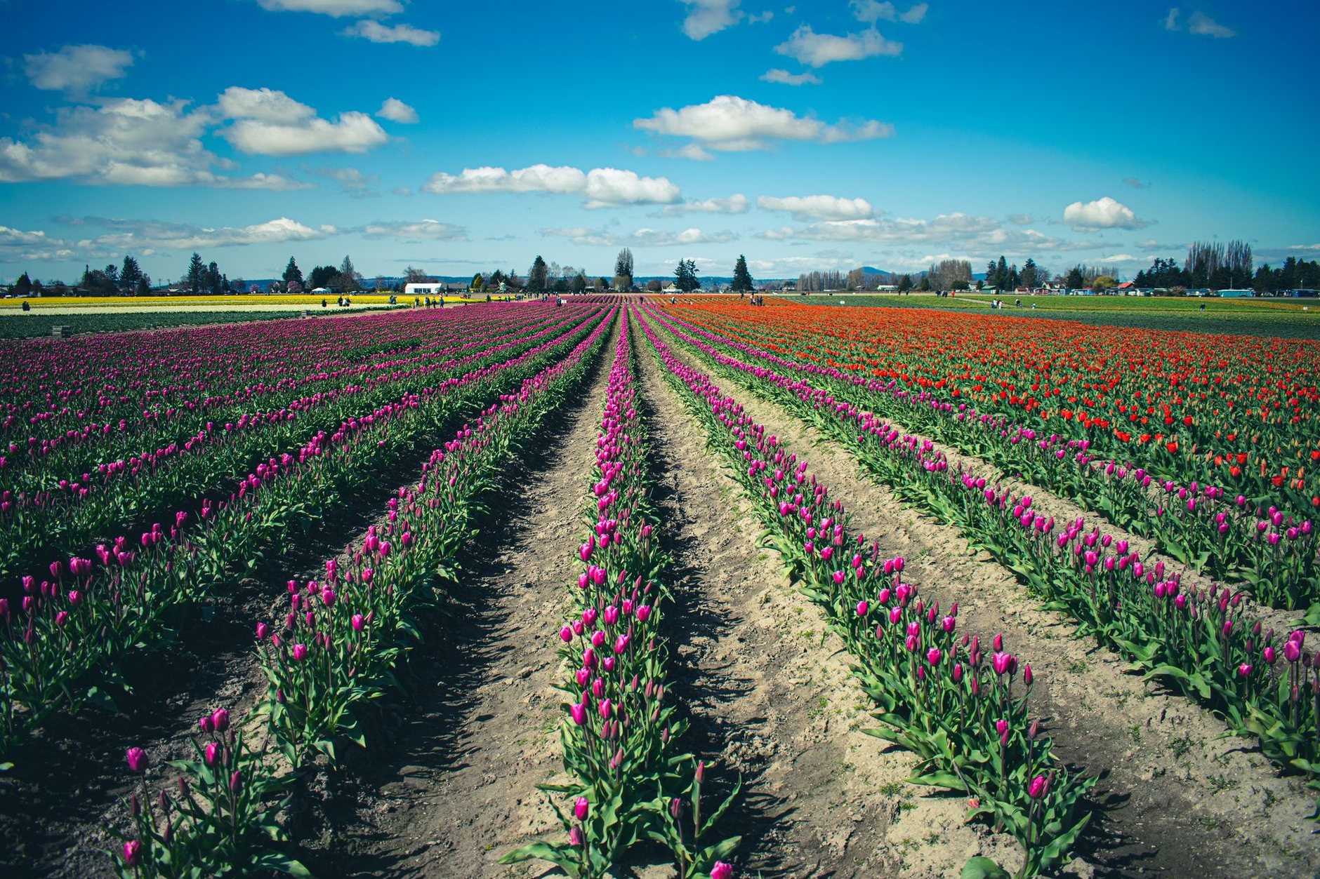 Long rows of purple and red tulips stretching to the horizon under a blue sky