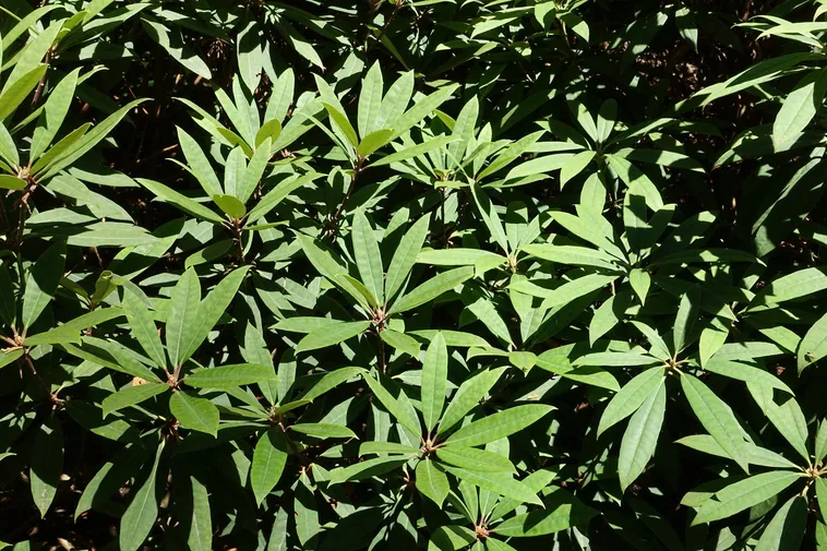 UBC Botanical Garden