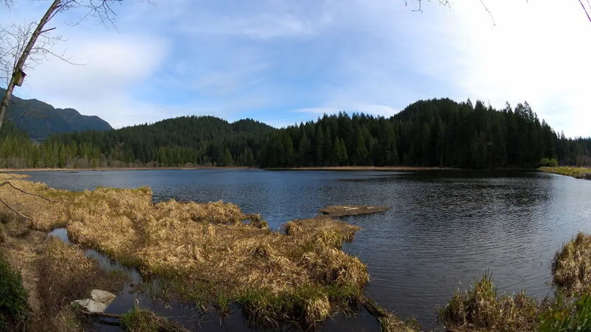 Minnekhada Regional Park marsh and forest — Twilight's Olympic Peninsula stand-in
