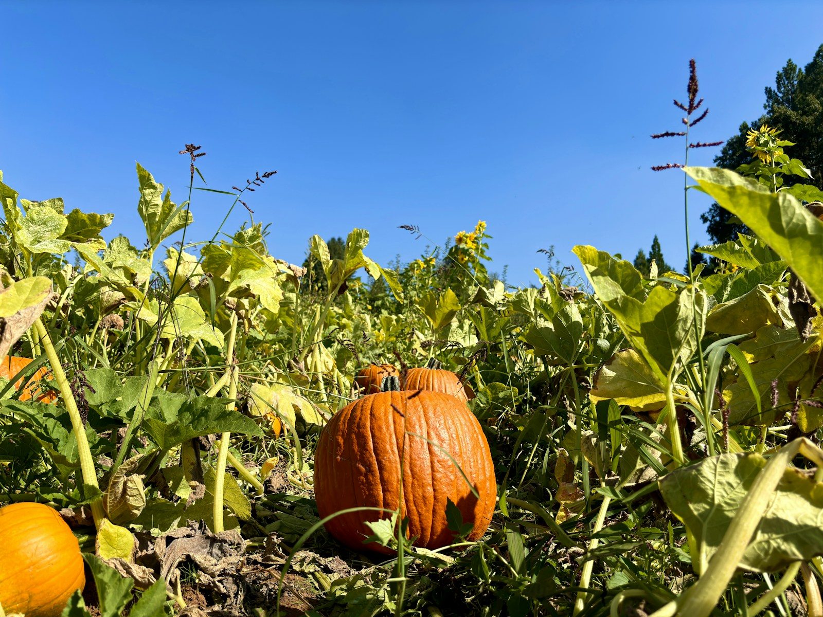 Pumpkins sitting in a farm field in autumn
