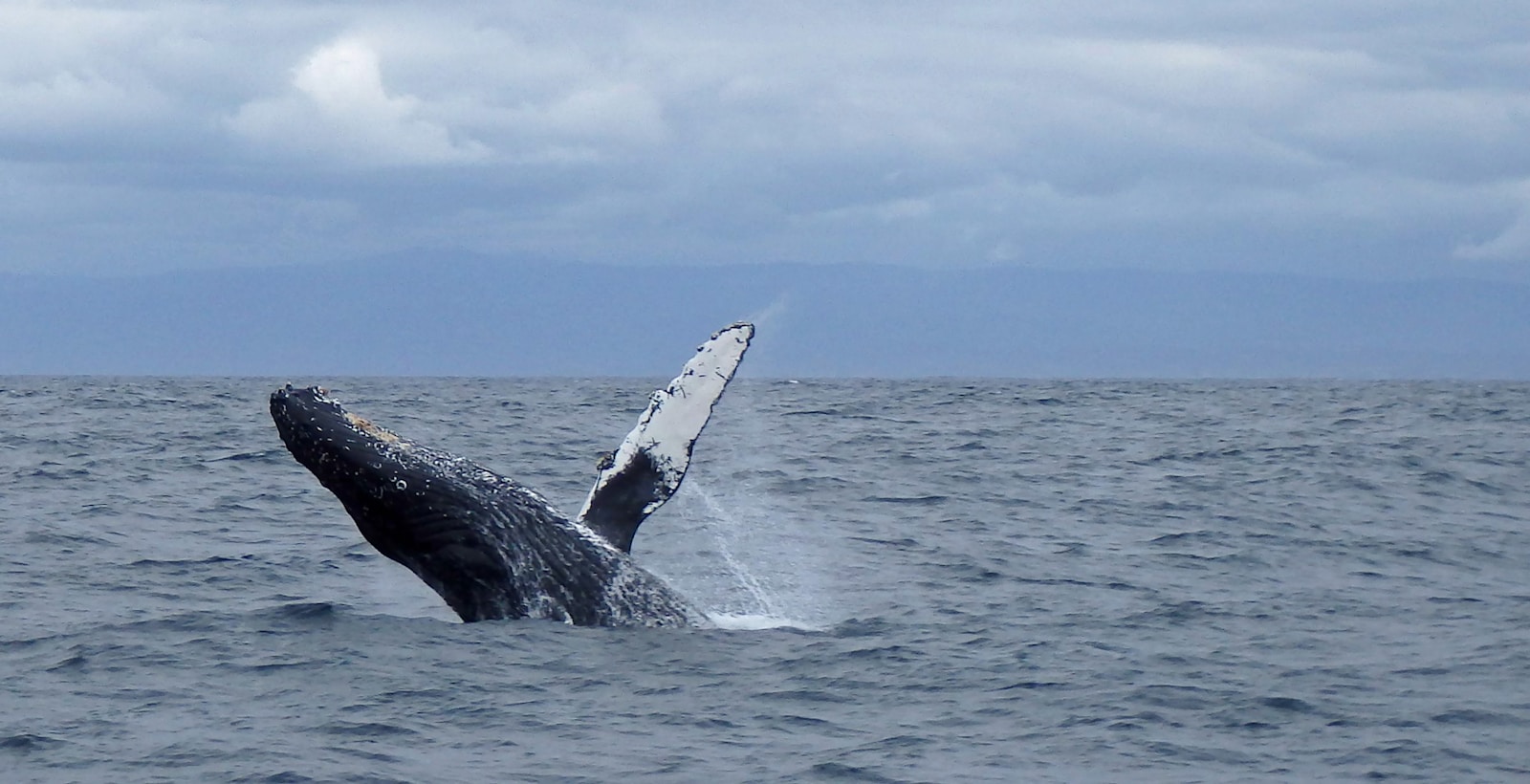 A humpback whale breaching out of the ocean