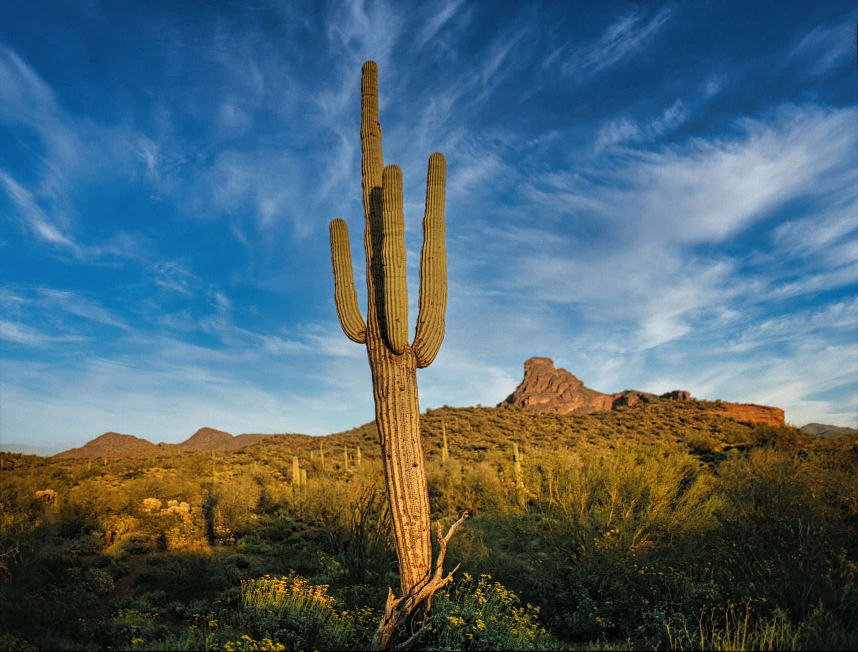 Saguaro cacti in the Sonoran Desert at sunset
