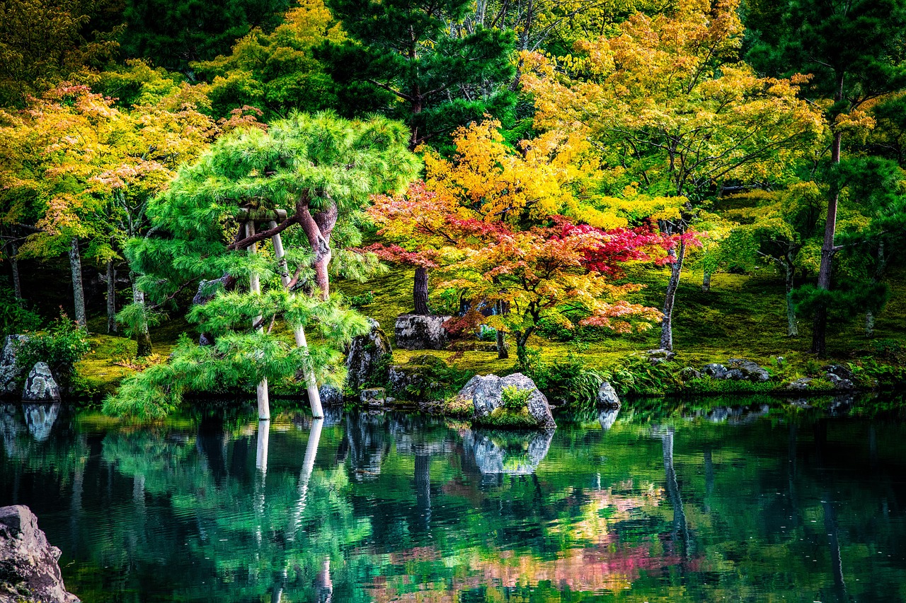 Maple trees in the Portland Japanese Garden
